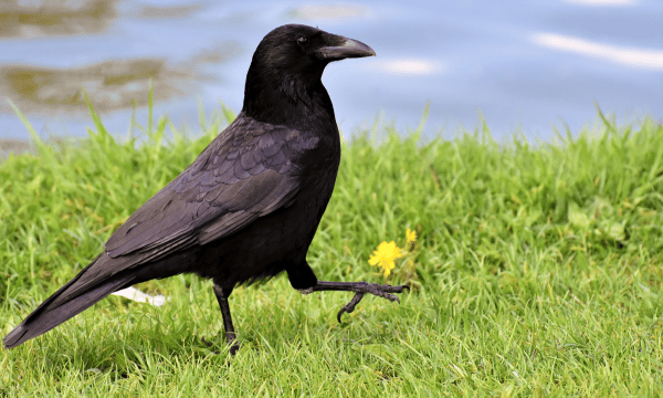 Permanently Get Rid of Crows