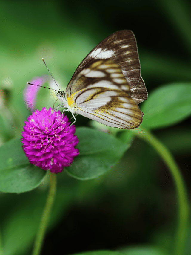 Butterfly Garden in 5 Easy Steps