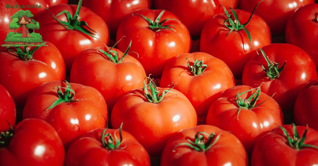 Diving Deeper into Tomato Composition