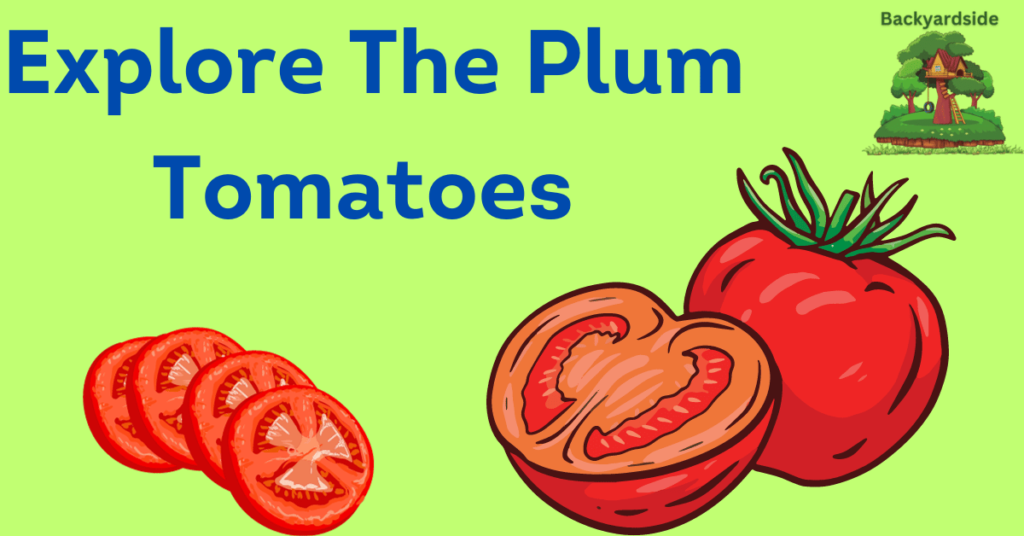 Plum Tomatoes