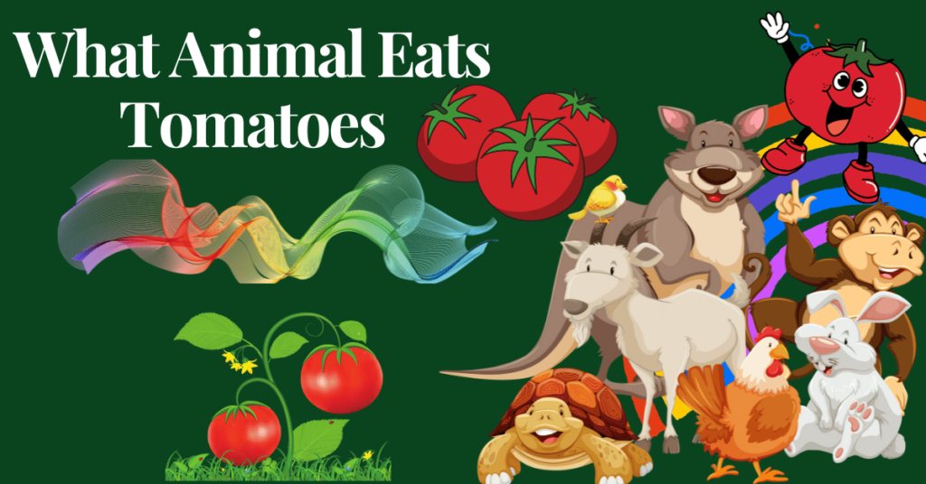What Animal Eats Tomatoes