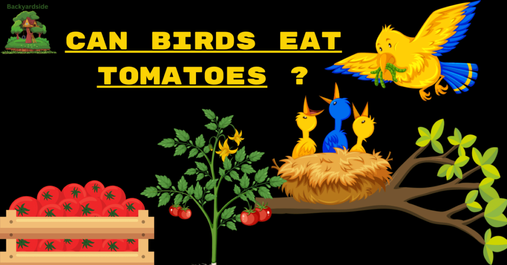 Can Birds Eat Tomatoes