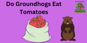 Do Groundhogs Eat Tomatoes