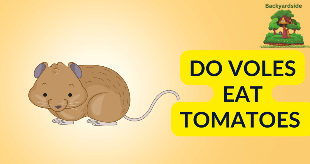 Do Voles Eat Tomatoes ?