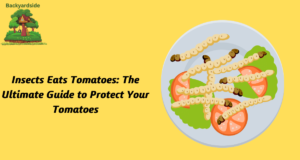 Insects Eats Tomatoes: The Ultimate Guide to Protect Your Tomatoes