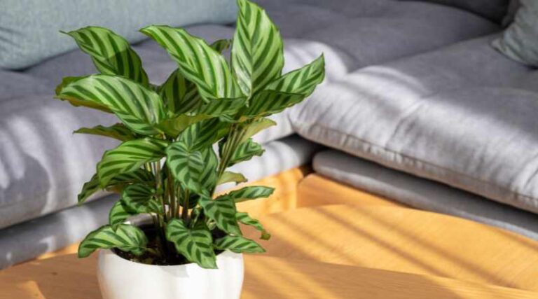 Calathea: The Perfect Plant for Indoor Air Purification and Humidity Control