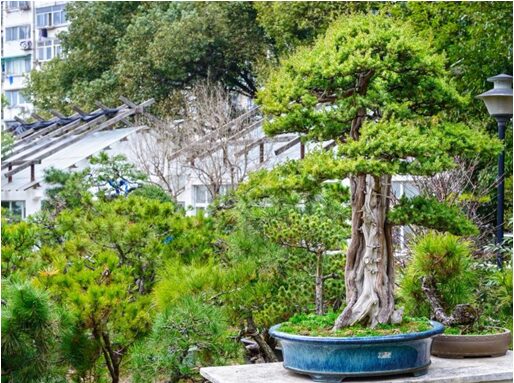 Getting Started with Outdoor Bonsai: A Beginner's Guide